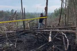 5 hektare lahan di TNTN diduga sengaja dibakar