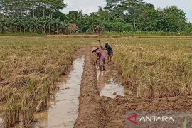 Banyumas  targetkan luas tambah tanam pada April capai 12.900 hektare