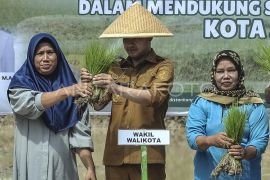 Gerakan tanam padi serentak di Jambi
