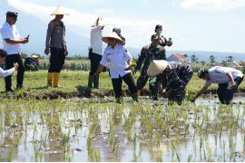 Pemkab Banyuwangi targetkan tanam padi 151.048 hektare tahun ini