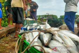 Produksi perikanan Cirebon capai 44 ribu ton pada 2024