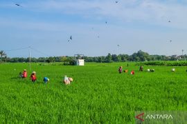 Serapan pupuk subsidi di Situbondo capai 20 persen dari alokasi