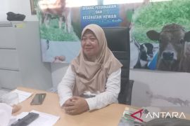 Dinpanpertan Bangka catat 791 ekor sapi peroleh suntik vaksin