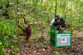 Menhut pastikan terus berupaya jaga populasi orang utan