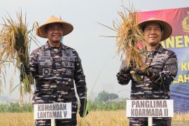 Panen raya padi TNI AL