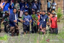 Pemkab Kudus tanam padi di 26.229 hektare sawah