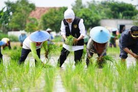 Jatim sumbang 25 persen laju tanam padi nasional