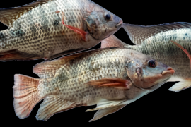 Harga ikan nila Rp30 ribu per kilogram di Lampung Timur