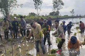 Ditjen PSP tanam perdana di lahan cetak sawah seluas 880 hektare di Kapuas