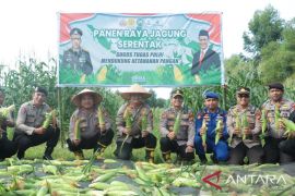Dukung ketahanan pangan nasional, Polres Meranti panen raya jagung serentak