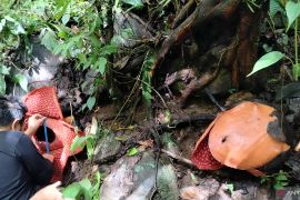 Dua individu bunga rafflesia Tuan-mudae mekar di Cagar Alam Maninjau (Video)
