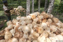 Wabup Belitung nilai investasi perkebunan kelapa cukup menjanjikan