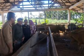 UPTD pembibitan ternak sapi didorong jadi sumber PAD Lampung