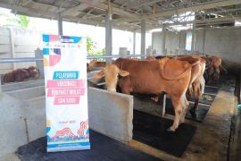 Sejak awal tahun, DKP Tangerang sudah vaksinasi PMK 859 ekor sapi