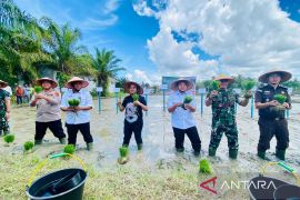 Nagan Raya targetkan produksi gabah kering panen 3.500 ton di satu kecamatan