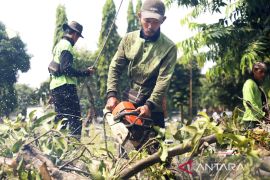 Khawatir tumbang, Sudin Tamhut Jaksel pangkas pohon di Pasar Minggu