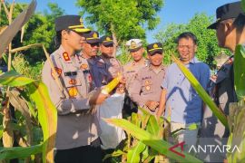 Polsek Gilimanuk dan warga panen jagung di "lahan tidur"