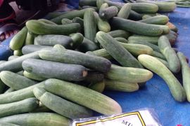 Distan Lebak minta petani kembangkan sayuran dataran rendah