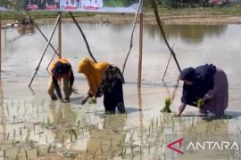 Pemerintah Kabupaten Batanghari target tanam padi seluas 2.689 hektare