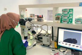 Biji kapuk Gorontalo kantongi sertifikasi karantina tumbuhan