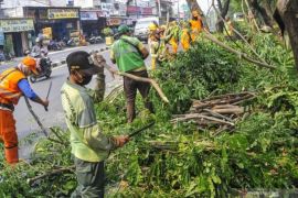 Khawatir tumbang, Sudin Tamhut Jaksel pangkas pohon pelindung di Pasar Minggu