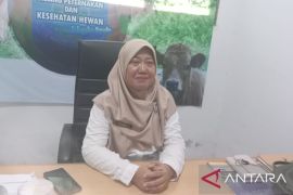 Bangka perketat pengawasan pasokan hewan kurban