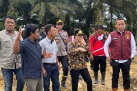 Bupati Landak tinjau lahan jagung PTPN IV Regional V