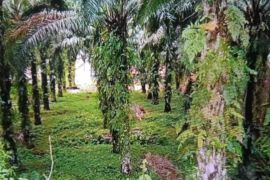 Pemkab Pasaman Barat arahkan petani remajakan kelapa sawit berusia 25 tahun ke atas