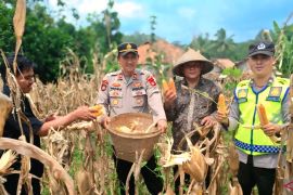 Polres OKU panen 4,5 ton jagung di lahan binaan Desa Martha Jaya