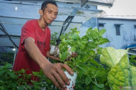 7 Khasiat daun mint untuk bayi yang jarang diketahui