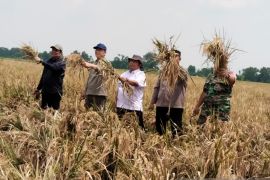 Utusan Khusus Presiden panen padi pertanian organik hewani di Karawang