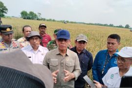 Utusan Khusus Presiden dorong petani terapkan pertanian organik hewani