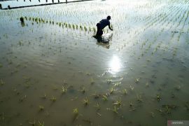 Pemkab Tulungagung usulkan 167 hektare lahan sawah untuk perluasan tanam padi