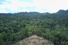 Genesis: 40.000 hektare lahan tumpang tindih di wilayah Folu Net Sink