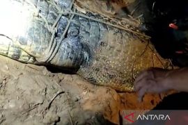 BPBD Kutai Timur dan tim gabungan tangkap buaya penerkam anak di Sungai Sangatta