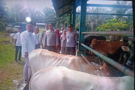 Pemkab Pasaman Barat perketat pengawasan lalu lintas hewan ternak