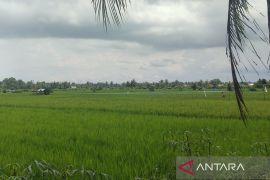 Pemprov Bengkulu usulkan bantuan 1.774 ton pupuk organik ke pusat