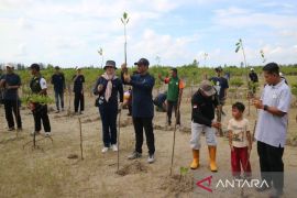 Kagama Babel tanam bibit bakau dukung pengembangan ekonomi biru