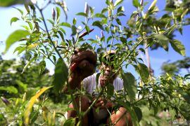 Faktor cuaca jadi penyebab tingginya harga cabai rawit Gorontalo