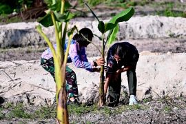 Lanud RSA Natuna tanam 200 bibit pisang untuk dukung ketahanan pangan