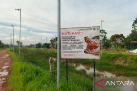 Pemkab Kutim imbau masyarakat berhati-hati teror buaya di Sungai Sangatta