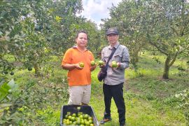 Ramli "profesor jeruk" Sambas dibalik teknologi moraga untuk petani sejahtera