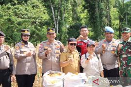 Sinergitas Mentawai Panen Jagung di Sipora Utara, Dorong Ketahanan Pangan Lokal