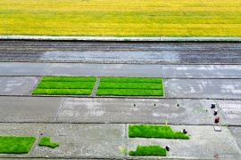 Jawa Timur menyumbang 25 persen laju tanam padi nasional