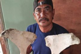 Pemkab  Tanjung Jabung Timur tindaklanjuti temuan tulang diduga fosil