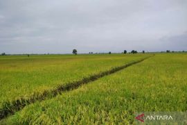 Bulog Pati serap 3.150 ton gabah dan beras petani di Kabupaten Kudus