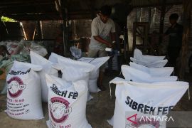 FOTO - Usaha produksi pakan ternak di Aceh Besar