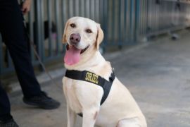 Bea Cukai Batam tambah anjing pelacak K9 perkuat pengawasan