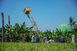 Gerakan pengendalian dan penanganan hama tikus serentak