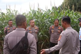 Bengkayang memajukan pupuk organik untuk genjot produktivitas jagung